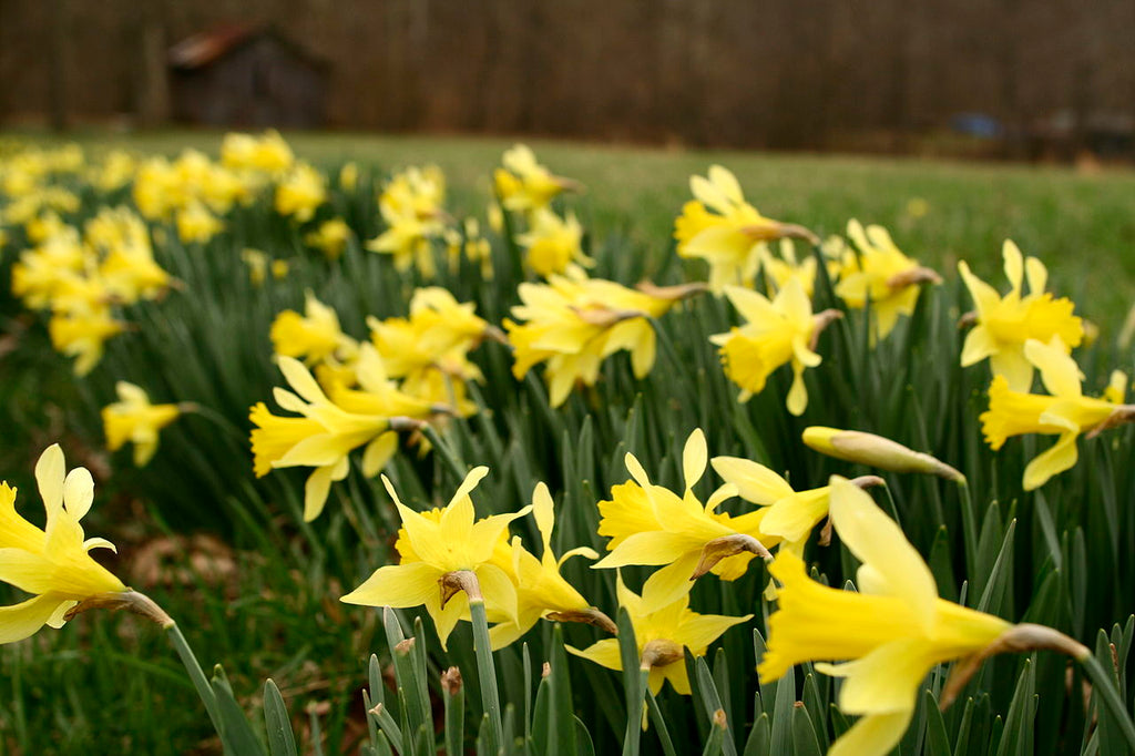 Flowers for all seasons