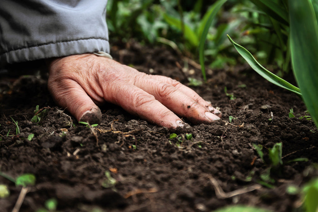 Top 10 Garden Tips for September