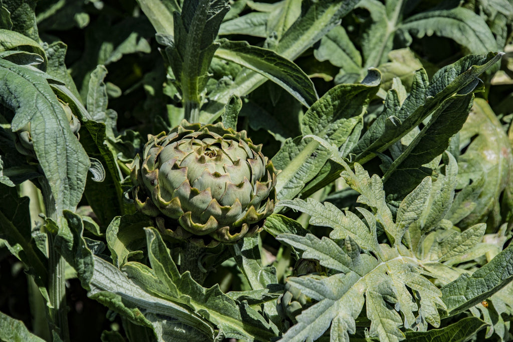 April Garden Tips