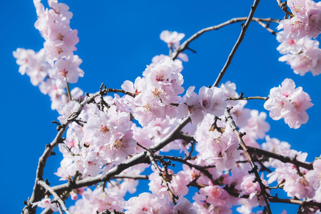 September Garden Guide & Landscaping Tips