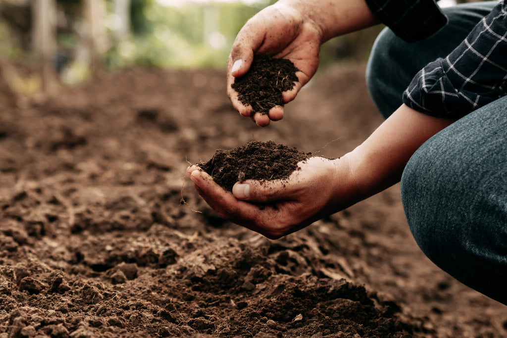 Top 10 Garden Tips for August